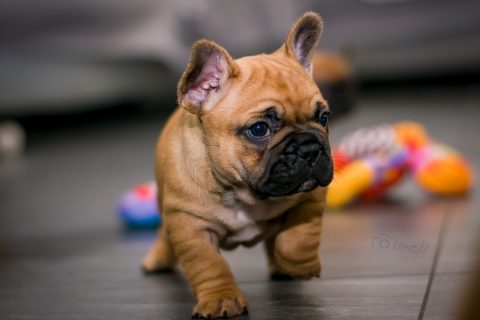 Profil DNA